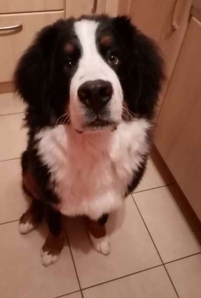 Berner Sennen-Beitrag-Bild