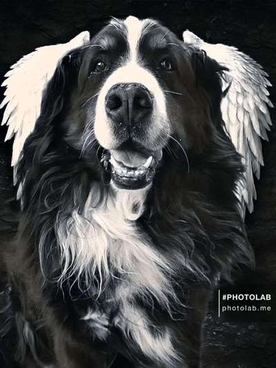 Regenbogenbrücke-Beitrag-Bild