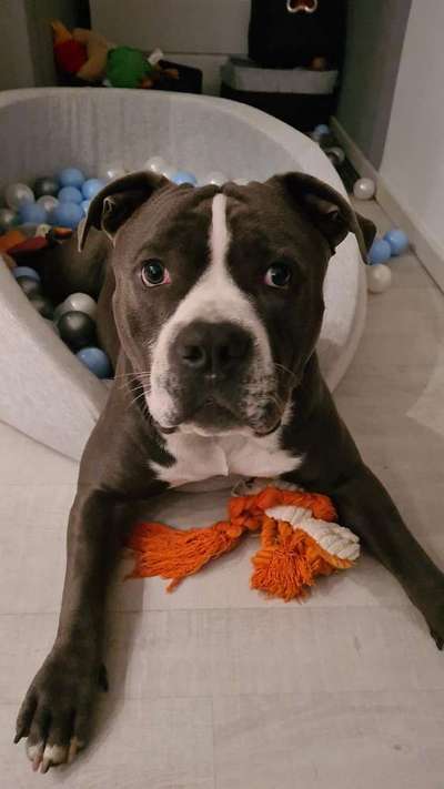 Hundetreffen-Spielfreude-Bild