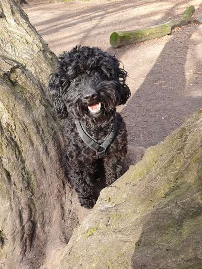 Mischlinge raten - Rätselspaß-Beitrag-Bild