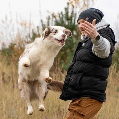 Hundetreffen-Dog 🥏 Frisbee-Bild