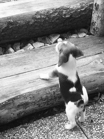 Foto-Challenge 76: Foto in Schwarz-Weiss-Beitrag-Bild