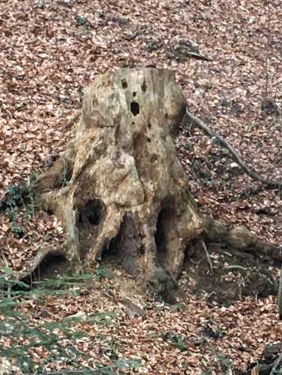 Bäume mit Gesicht-Beitrag-Bild