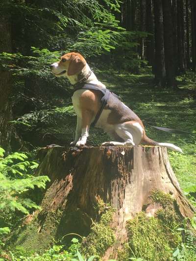 Wald Bild-Beitrag-Bild