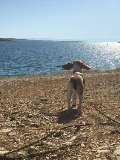 Dogorama Photo Challenge - Tierischer Urlaub-Beitrag-Bild