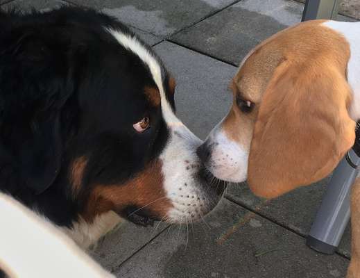 BIG LOVE :) mit 2 Hunden❣️-Beitrag-Bild