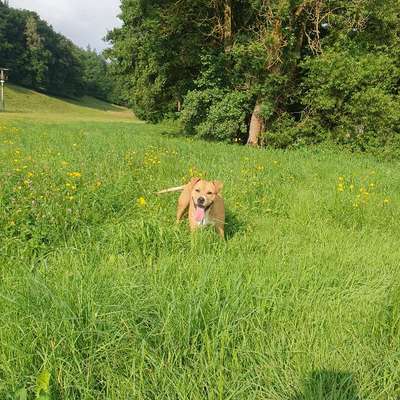 Hundetreffen-Spaziergang spielen chillen-Bild