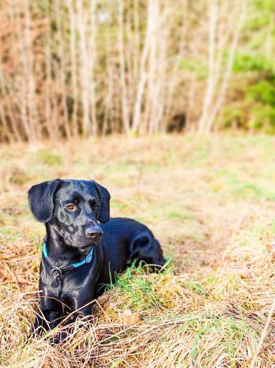 Mischlinge raten - Rätselspaß-Beitrag-Bild