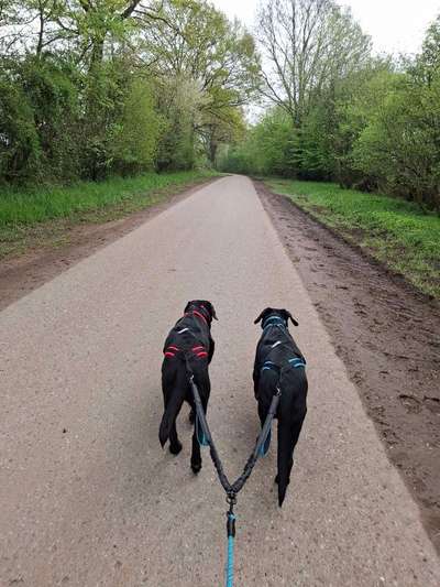 Hundetreffen-Caniwalk-Bild