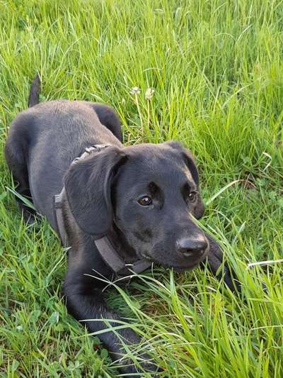 Dogorama Photo Challenge - Der Frühling kommt-Beitrag-Bild