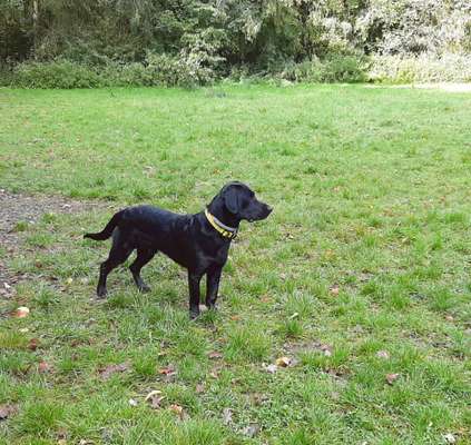 Mischlinge raten - Rätselspaß-Beitrag-Bild