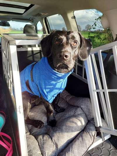 FOTOCHALLENGE 70 - Dein Hund im Auto-Beitrag-Bild