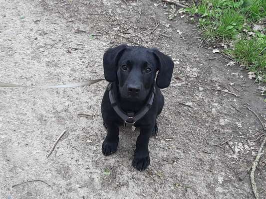 Wo sind meine Labrador Freunde-Beitrag-Bild