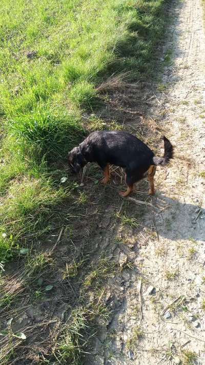 Hundetreffen-Große Gassi Runden im Wald-Bild