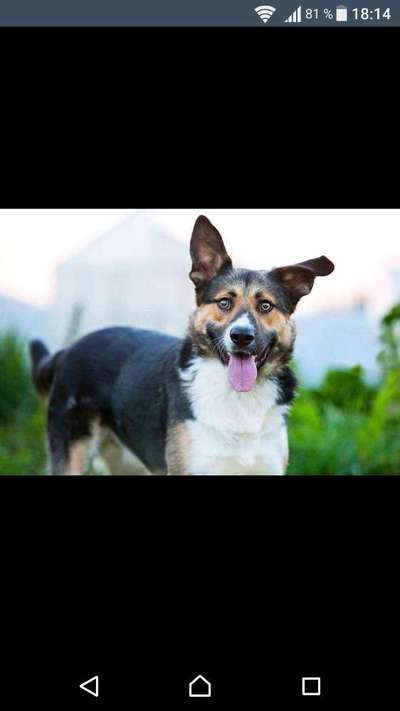 Seltene Rassen!-Beitrag-Bild