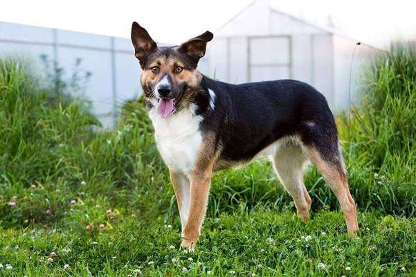 Seltene Rassen!-Beitrag-Bild