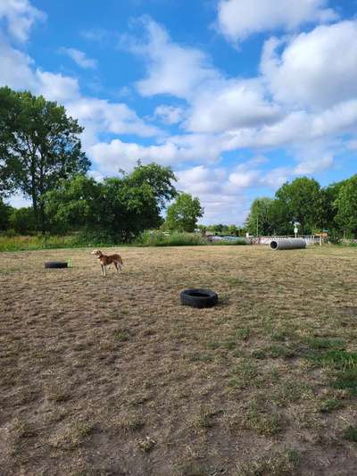 Hundeauslaufgebiet-Uckerpromenade-Bild