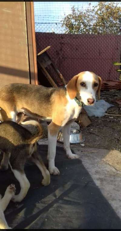 Das erste Bild eures Hundes-Beitrag-Bild