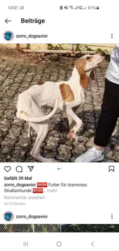 Das erste Bild eures Hundes-Beitrag-Bild