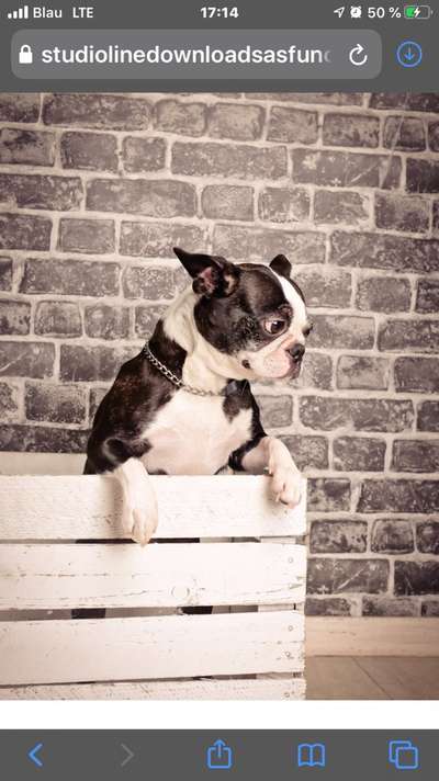 Boston Terrier Liebhaber❤️-Beitrag-Bild