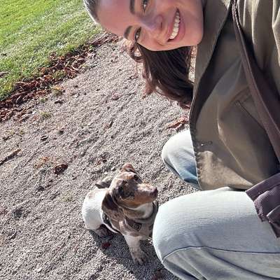 Hundetreffen-Playdate/ kleine Hunde und Puppies-Bild