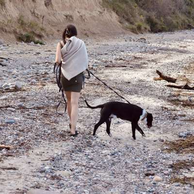 Hundetreffen-Wandern, trainieren, spazieren-Bild