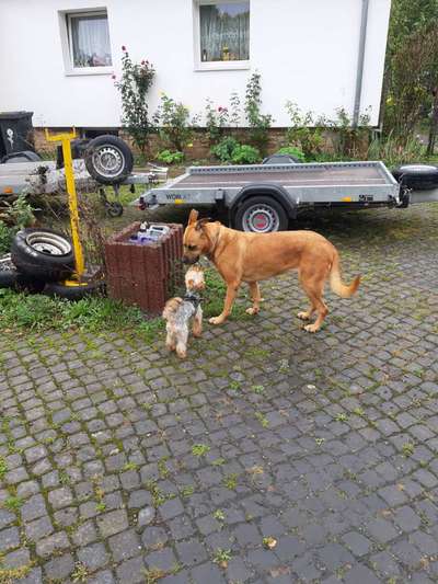 Fotochallenge Nr. 51 "Euer Hund mit anderen Tieren"-Beitrag-Bild