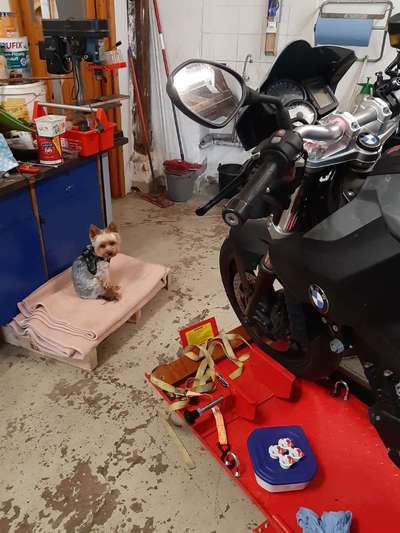 Yorkshire Terrier-Beitrag-Bild