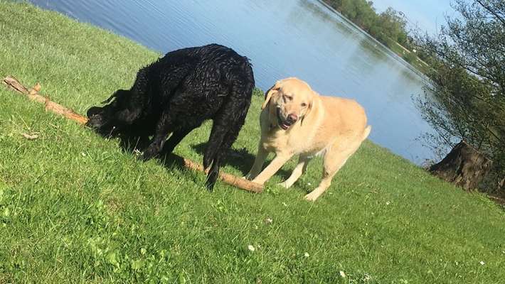 Die Dogorama Monats Challenge "Es grünt und blüht"-Beitrag-Bild