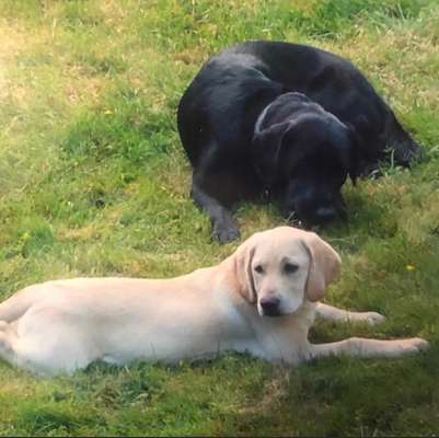 Die Dogorama Monats Challenge "Es grünt und blüht"-Beitrag-Bild