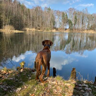 Hundetreffen-Rhodesien Ridgeback Gruppe-Profilbild