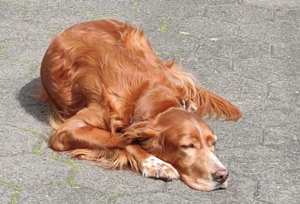 Auslandstierschutz-Beitrag-Bild