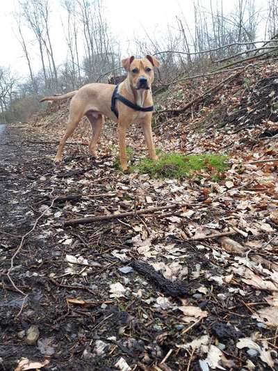 Stafford mix-Beitrag-Bild