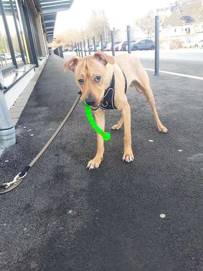 CHALLENGE NR. 19 - Der Hundeblick-Beitrag-Bild