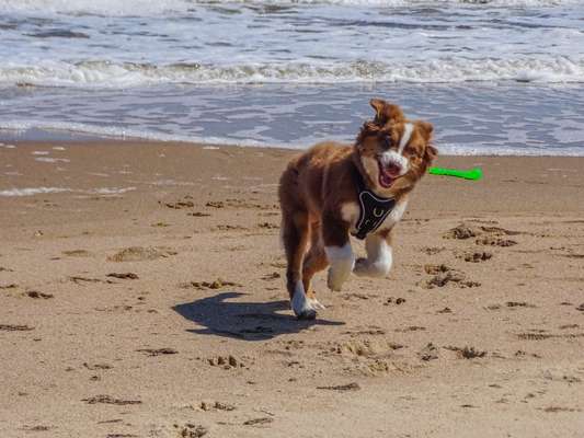 Zeige den lustigsten Blick deines Hundes-Beitrag-Bild