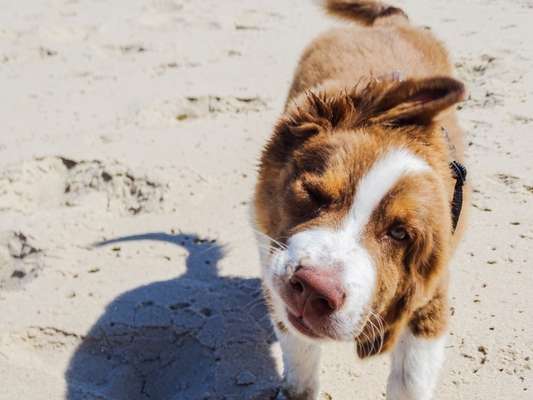 Zeige den lustigsten Blick deines Hundes-Beitrag-Bild