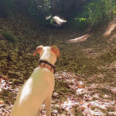 Hundetreffen-Hundekontakt/Gassi gehen-Bild