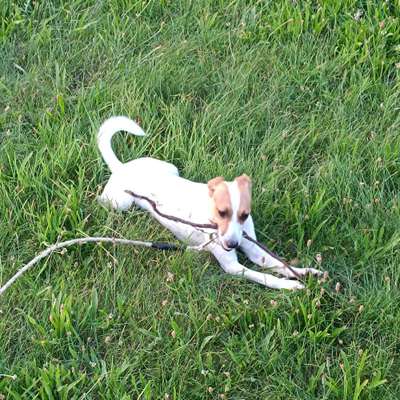 Hundetreffen-Hundekontakt Kleine Rassen-Bild