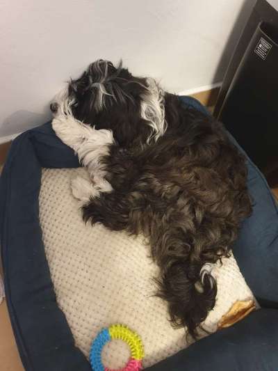 Tibet Terrier-Beitrag-Bild