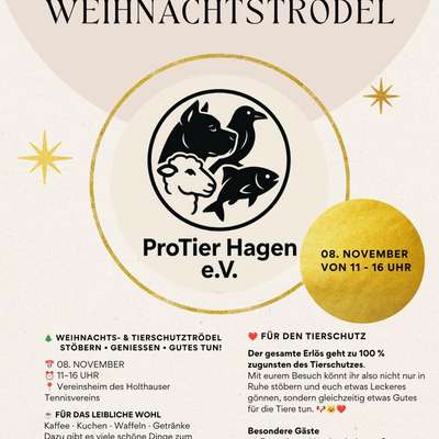 Hundetreffen-Advents Trödel zugunsten des Tierschutzes-Bild