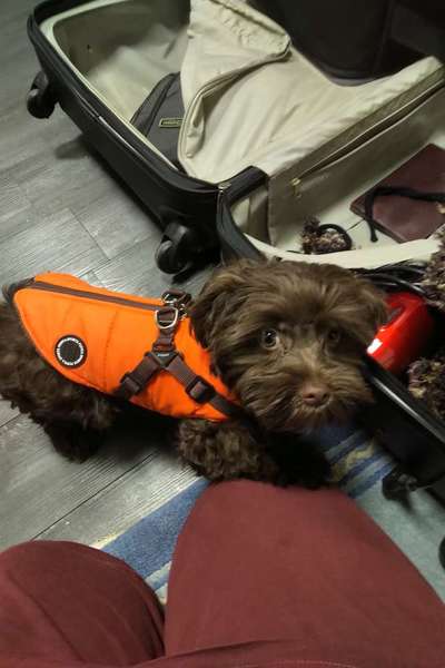 bolonka zwetna 😁-Beitrag-Bild