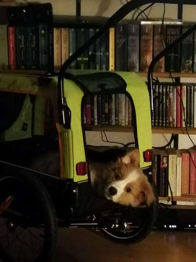 Mit Fahrradanhänger unterwegs?-Beitrag-Bild