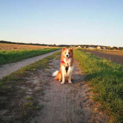 Hundetreffen-Social Walk und Training-Bild