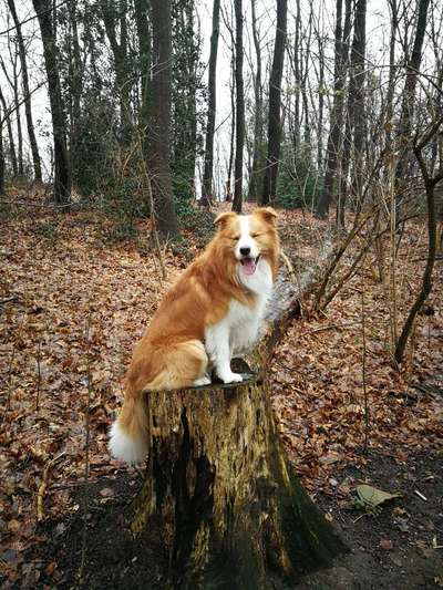 Gibt's hier noch mehr Border Collies???-Beitrag-Bild