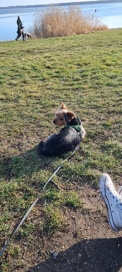 Dogorama-Monats-Challenge-Mai "Wasser"-Beitrag-Bild