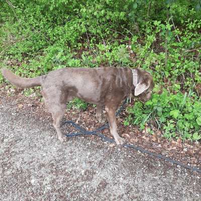 Hundetreffen-Waldspaziergang-Bild