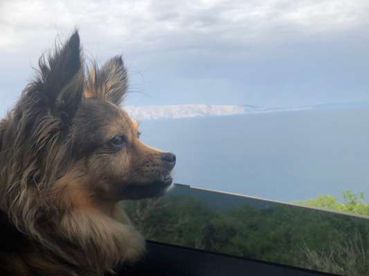 Foto Challenge Thema "Hunde im Auto"-Beitrag-Bild