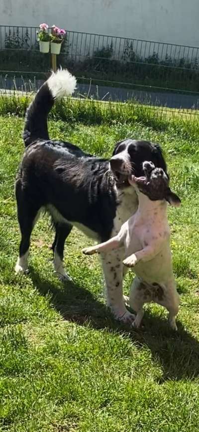 Fotowettbewerb : Hundekommunikation-Beitrag-Bild