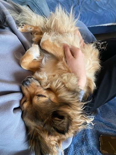 Foto-Challange: Schmuse-/Kuschel-/Ruhemodus-Beitrag-Bild