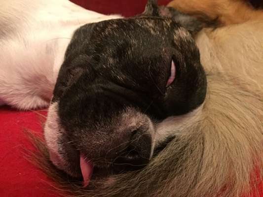 Fotowettbewerb ,,mein gruseliger Hund"-Beitrag-Bild